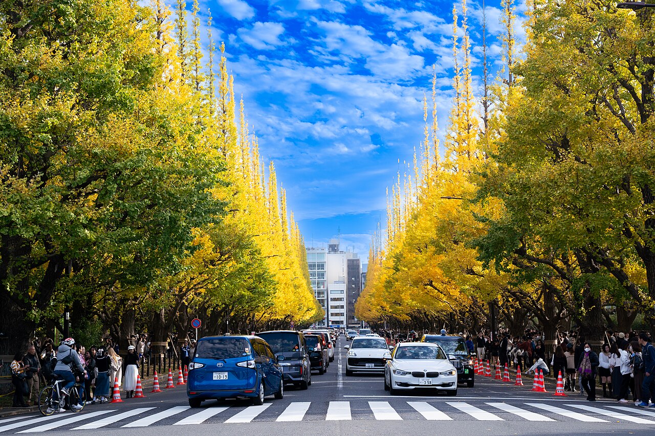 ถนนต้นแปะก๊วยสีทองที่ Meiji Jingu Gaien ในโตเกียว